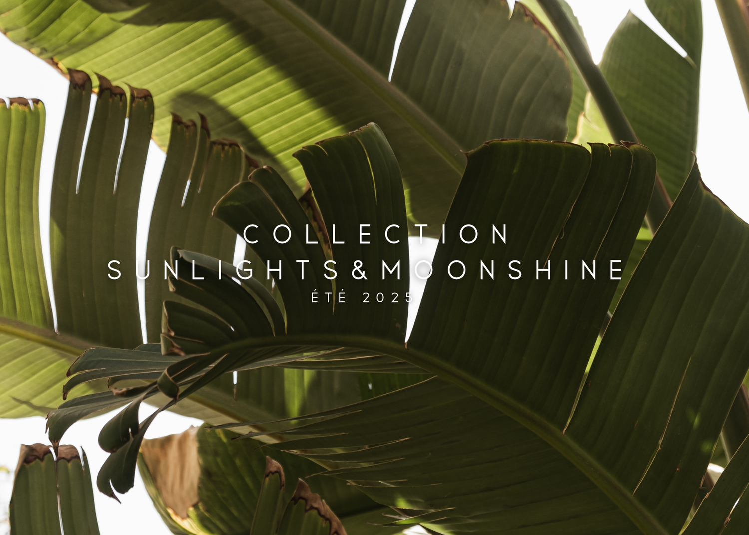 Collection Sunlights & Moonshine