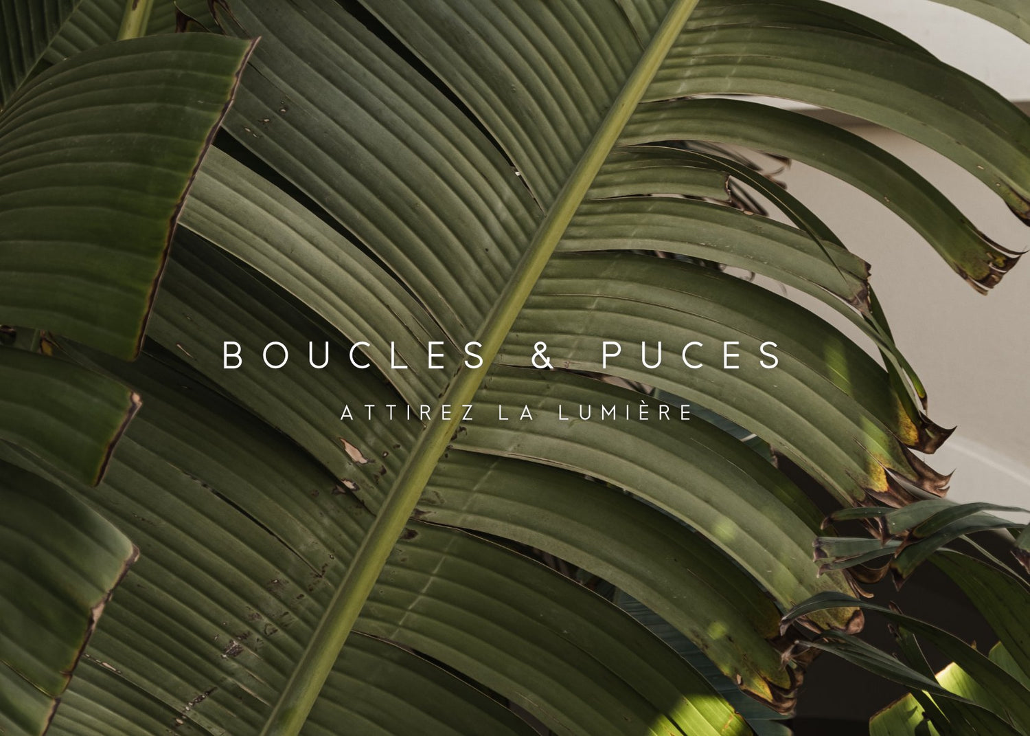 Boucles d'Oreilles