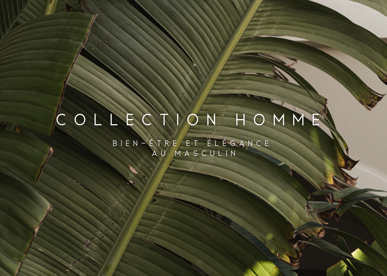 Collection Homme